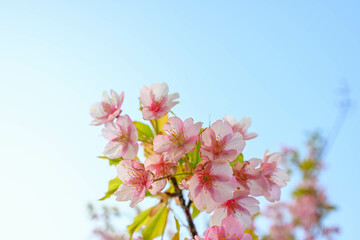 Fototapeta premium 早咲きの河津桜の花びらが太陽に照らされて輝く