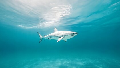 Fototapeta premium Great White Shark Underwater Ocean Wildlife.
