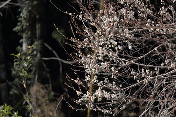 梅の花とつぼみ、春の訪れ