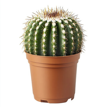 Round cactus in brown pot isolated on white background