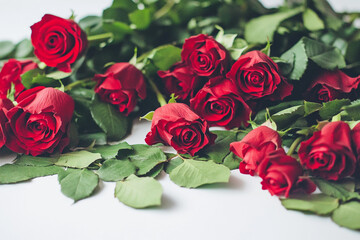 Obraz premium Beautiful red roses arranged with fresh green leaves on a white background