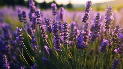 A photo of a lush organic lavender field