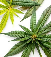Close-up of distinct indica and sativa cannabis leaves isolated on white background, foliage, plant, marijuana