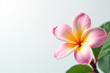 Fototapeta premium Close-up view of a delicate frangipani, pure white backdrop, element, illustration