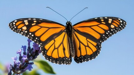 Fototapeta premium Close Up of a Monarch Butterfly with Vibrant Orange and Black Wings Against a Clear Blue Sky
