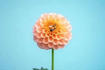 Peach Dahlia Flower with Honey Bee Close Up