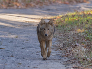 An Eastern Coyote walking towards, and looking directly at, the camera