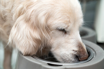 Golden retriever dog eating dry food and drink water from a bowl. living with a dog at home, pet concept. Delicious treat for your beloved pet. eats a portion of diet food. Caring for pets.