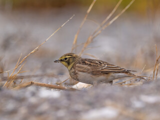 A close up of a Horned Lark  amongst dry grass stems.