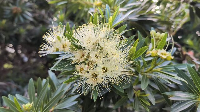 White flowers on a Little Penda (Xanthostemon chrysanthus) plant in an Australian garden