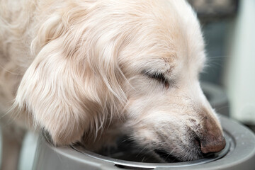 Golden retriever dog eating dry food and drink water from a bowl. living with a dog at home, pet concept. Delicious treat for your beloved pet. eats a portion of diet food. Caring for pets.
