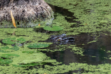 Crocodile Eyes Emerging from the Water