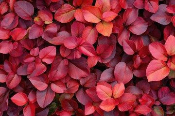 Lively crimson foliage that serves as an attractive ground cover option.