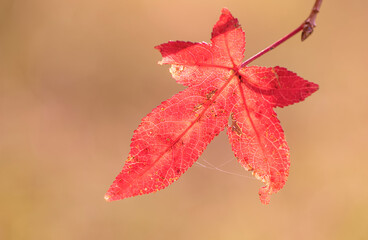 red maple leaf