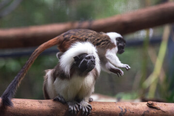 Cotton-Top Tamarin: Playful Primate Leaping from Tree Branch to Branch