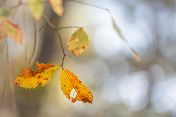 elm autumn leaves on the tree