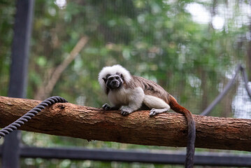Cotton-Top Tamarin: Playful Primate Leaping from Tree Branch to Branch