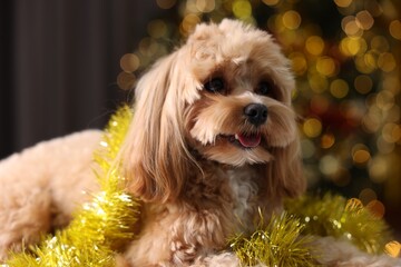 Cute dog with shiny tinsel against blurred lights, closeup