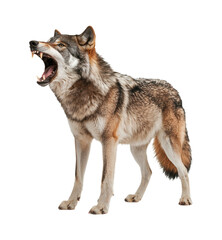 Obraz premium Fierce Gray Wolf Standing with Open Mouth Showing Sharp Teeth, Wild Predator Animal in Aggressive Hunting Pose, Isolated on Transparent and White Background