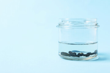 Medicinal leeches in glass jar on light blue background, space for text