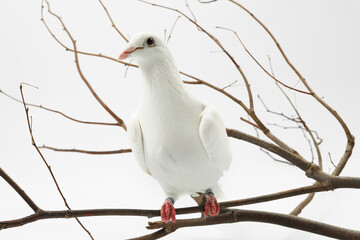 Beautiful dove with branch on white background