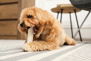 Cute dog with chew bone on floor at home