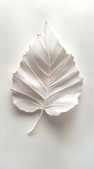 White birch leaf, studio, still life