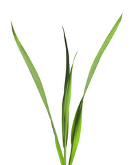 Blades of green grass isolated on white