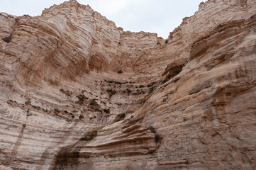A rocky cliff with a few plants growing on it