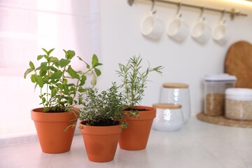 Different aromatic herbs in pots on white countertop in kitchen