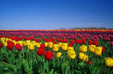 Obraz premium Rows of tulips in bloom create a stunning pattern of color and symmetry. Great for spring backgrounds, nature visuals, flower farms, or seasonal promotions.