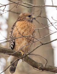 An adult Red-shouldered Hawk perched on a branch