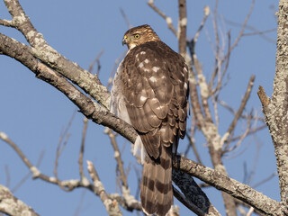 A close up of an immature Cooper's Hawk perched on a branch