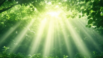 Sunlight filtering through lush forest canopy (3)