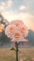 Peach Dahlias Sunrise Garden Bloom.