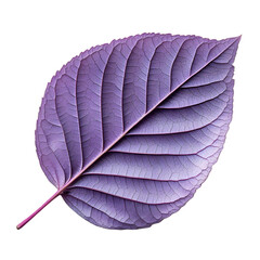 A detailed purple leaf showing the beautiful veins and smooth texture, highlighting the unique natural beauty of this plant.