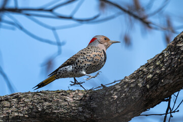 Northern flicker perched in a tree.
