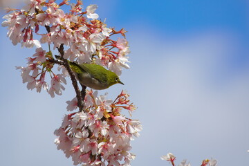 桜の蜜を吸うメジロ（大船フラワーセンターにて）
