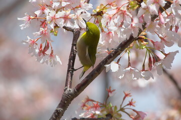 桜の蜜を吸うメジロ（大船フラワーセンターにて）