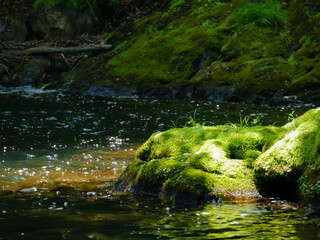 Dappled sunlight　木漏れ日