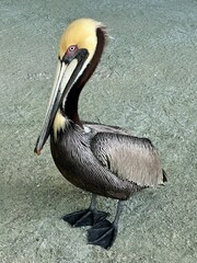 pelican on the beach