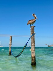 pelican on the pier