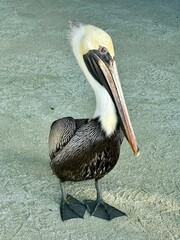pelican on the beach, Caye Caulker, Belize