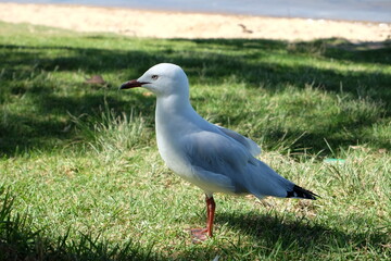 seagull on the grass