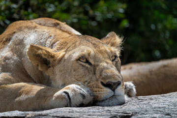 portrait of a lioness