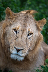 portrait of a magnificent male lion