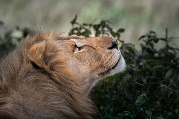 portrait of a magnificent male lion