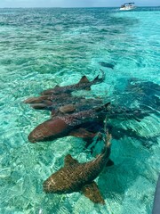 Nurse sharks in Caribbean Sea, Caye Caulker, Belize