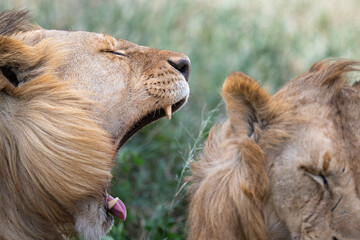 a male lion roaring in savannah