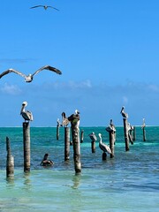 Pelican on the pier, Caye Caulker, Belize